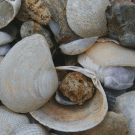 schelpen